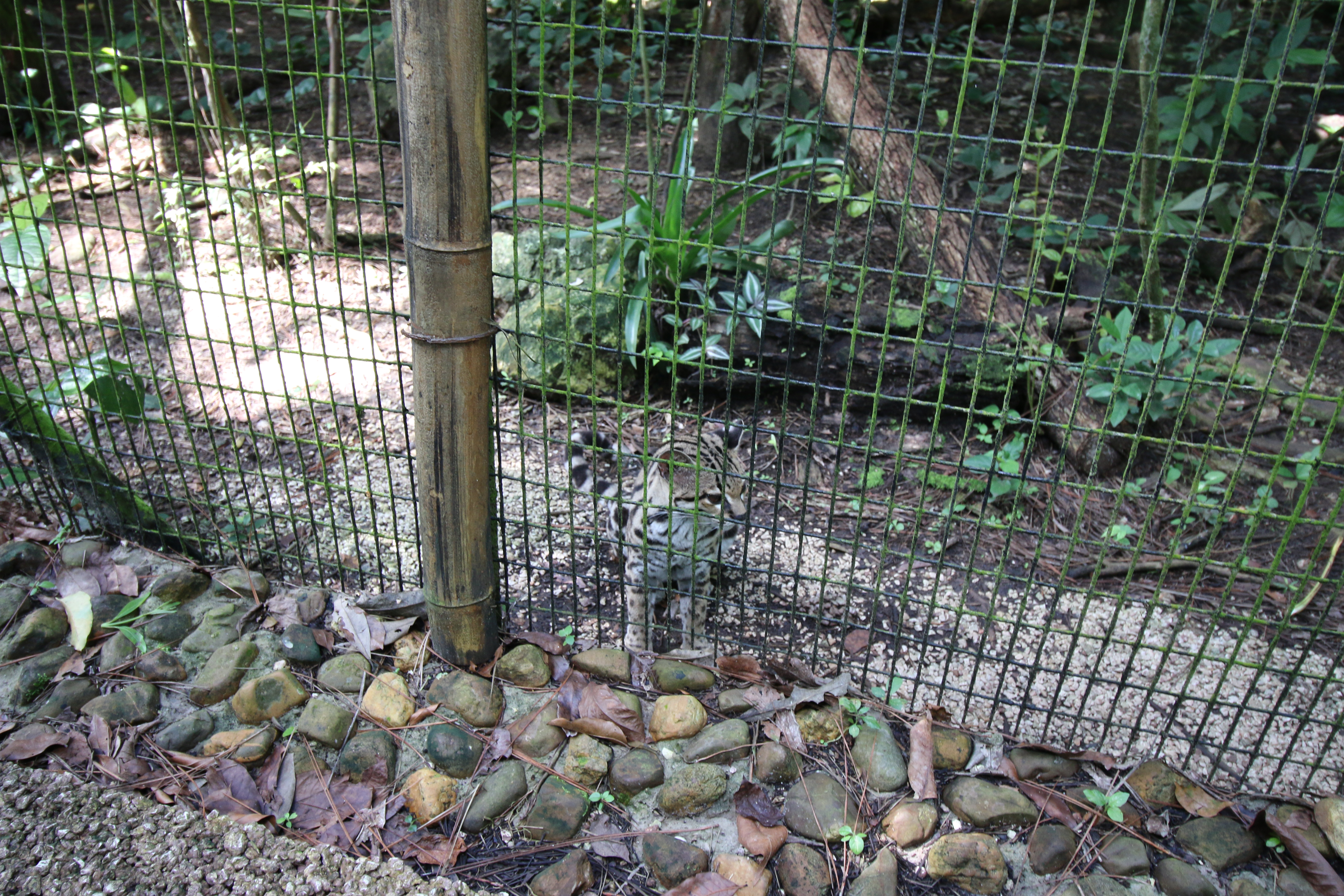 The smallest cat - Margay