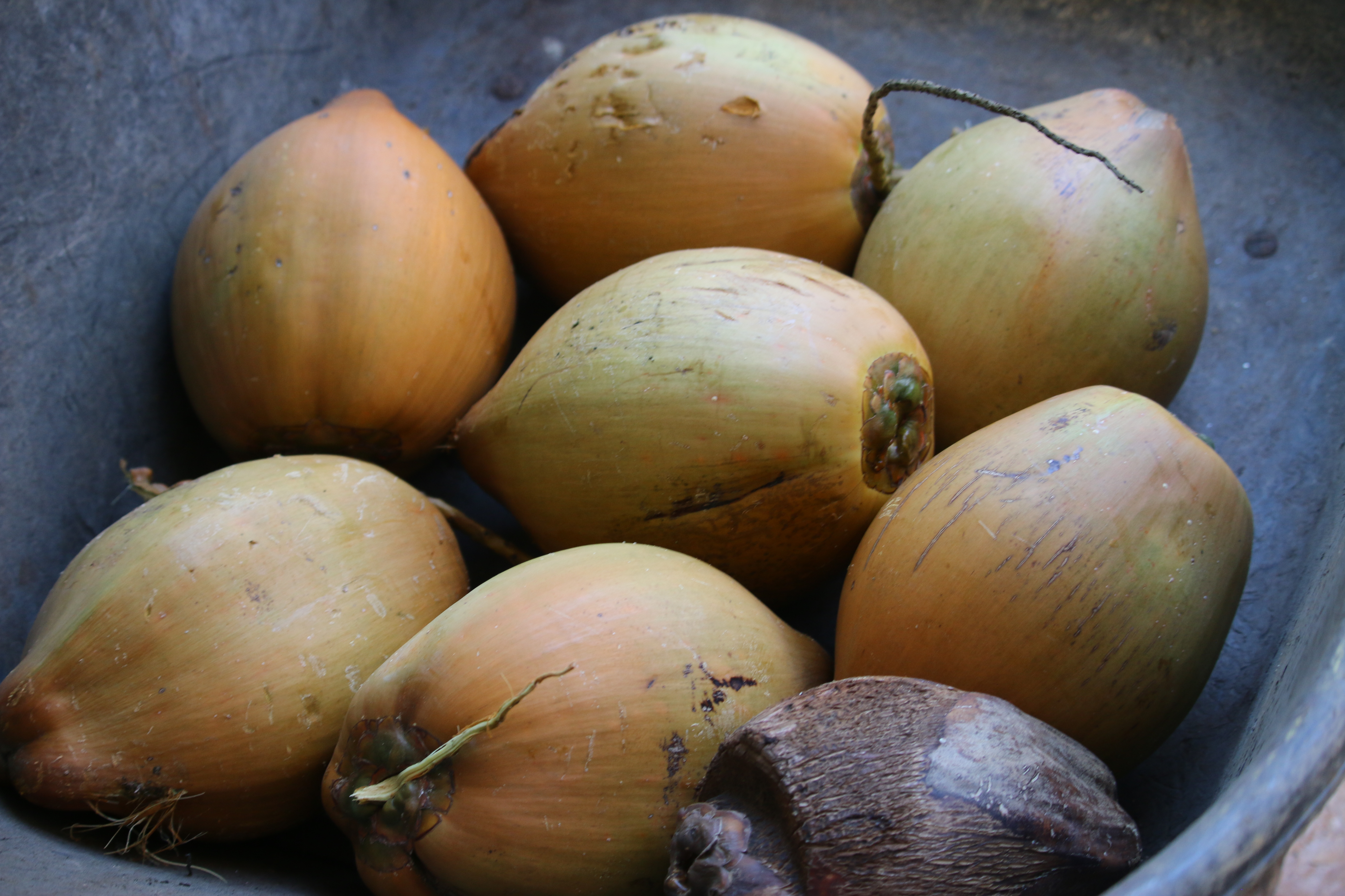 7 green and 1 ripe coconuts