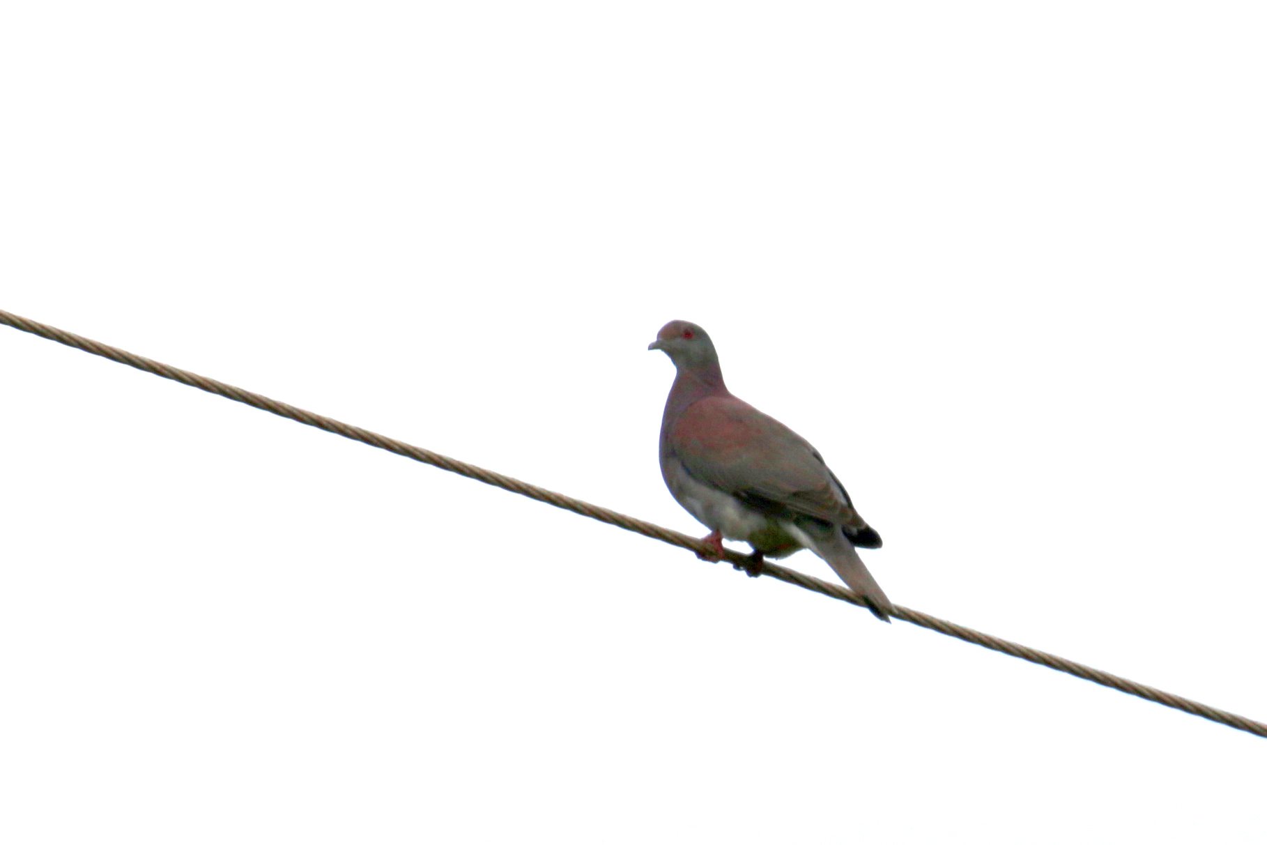 Pale-Vented Pigeon