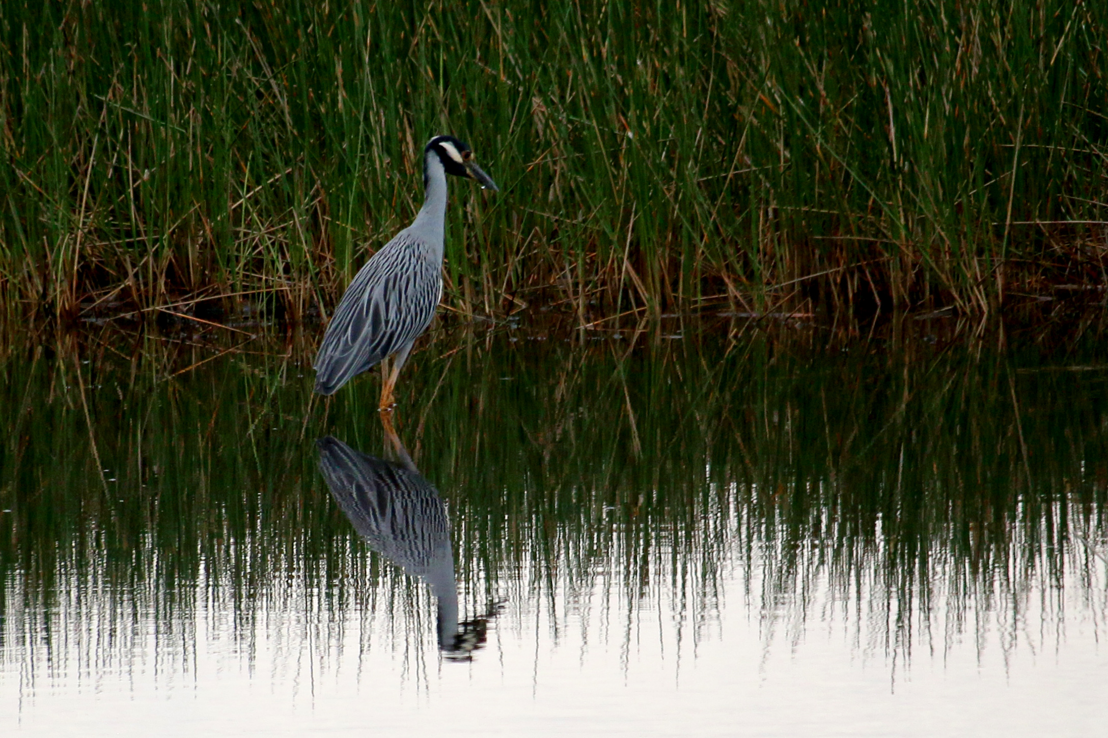 Yellow-Crowned Night Heron