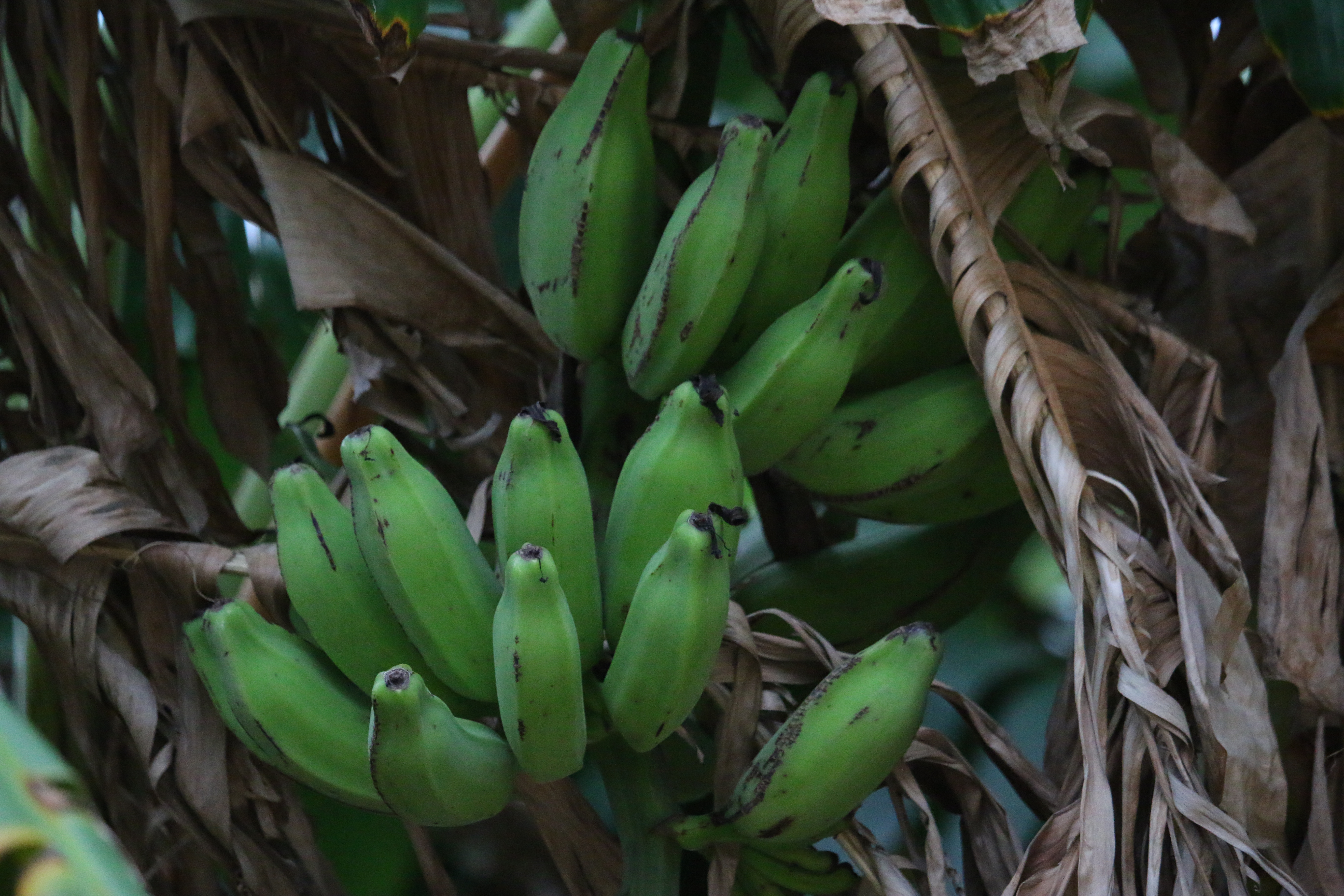 Plantains on the hoof (so to speak)