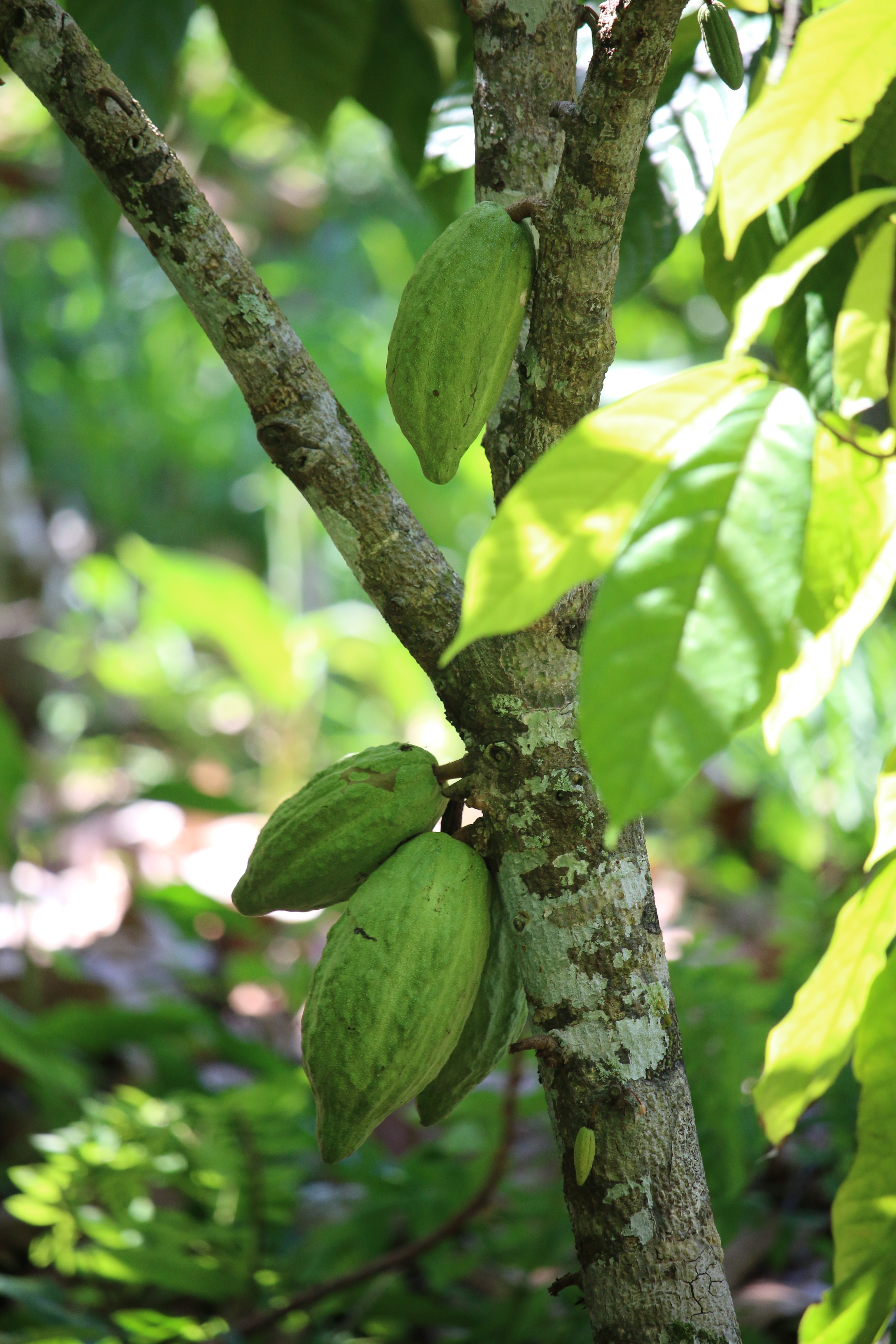 Cacao pods