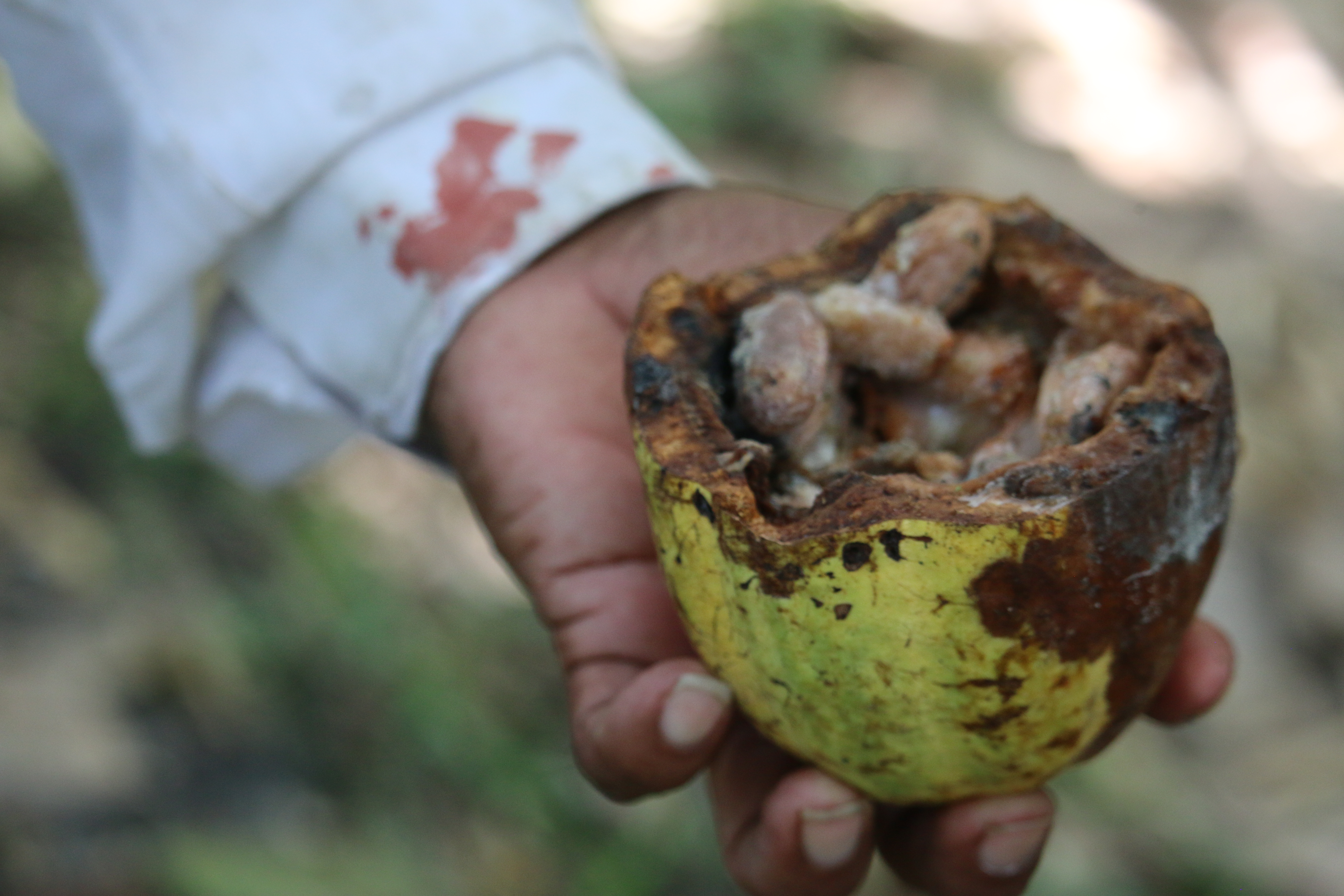 Cocoa beans wth all the "trimmings"