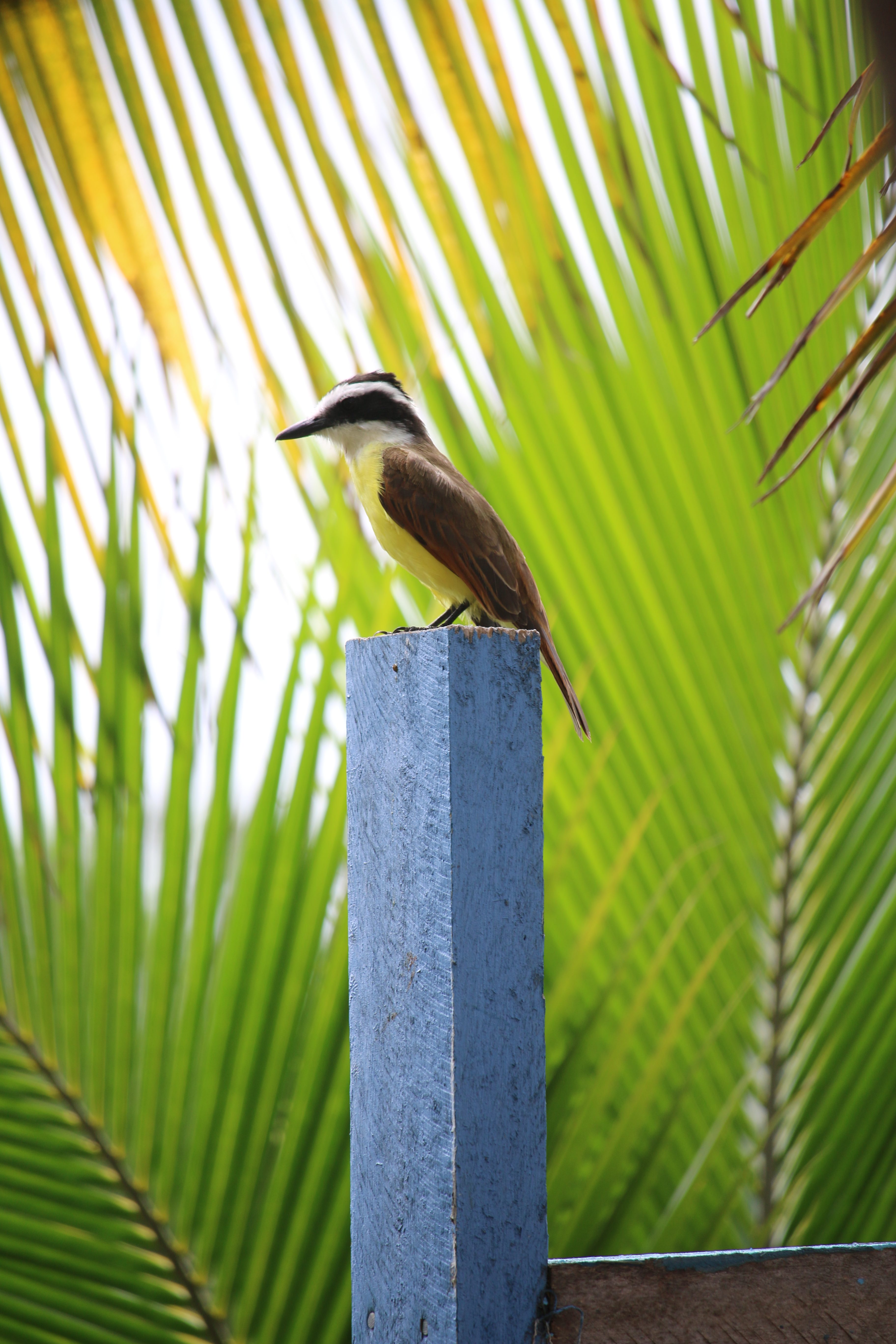 Great Kiskadee