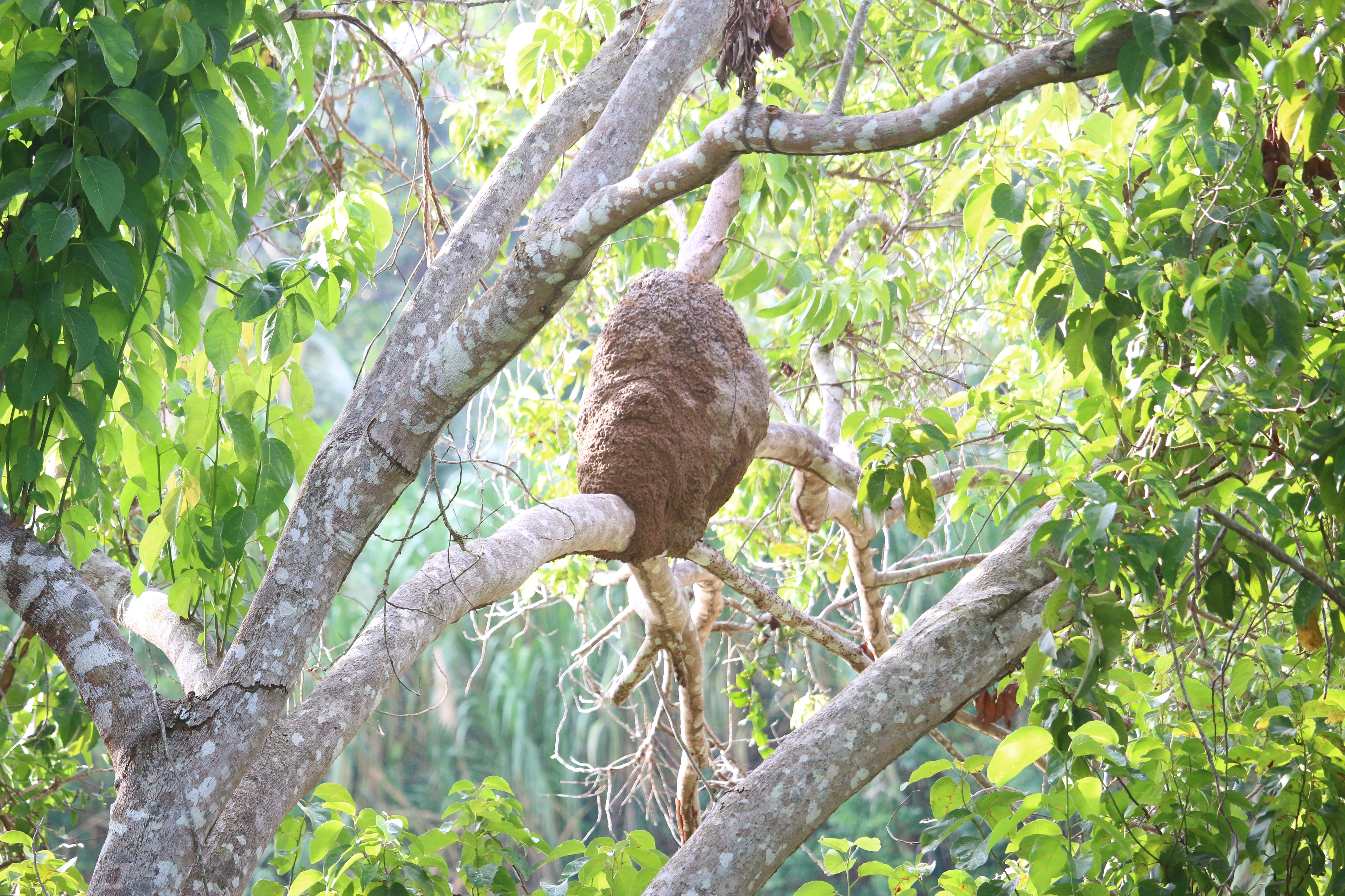 Not a bird or animal. It's a termite nest - yuk!