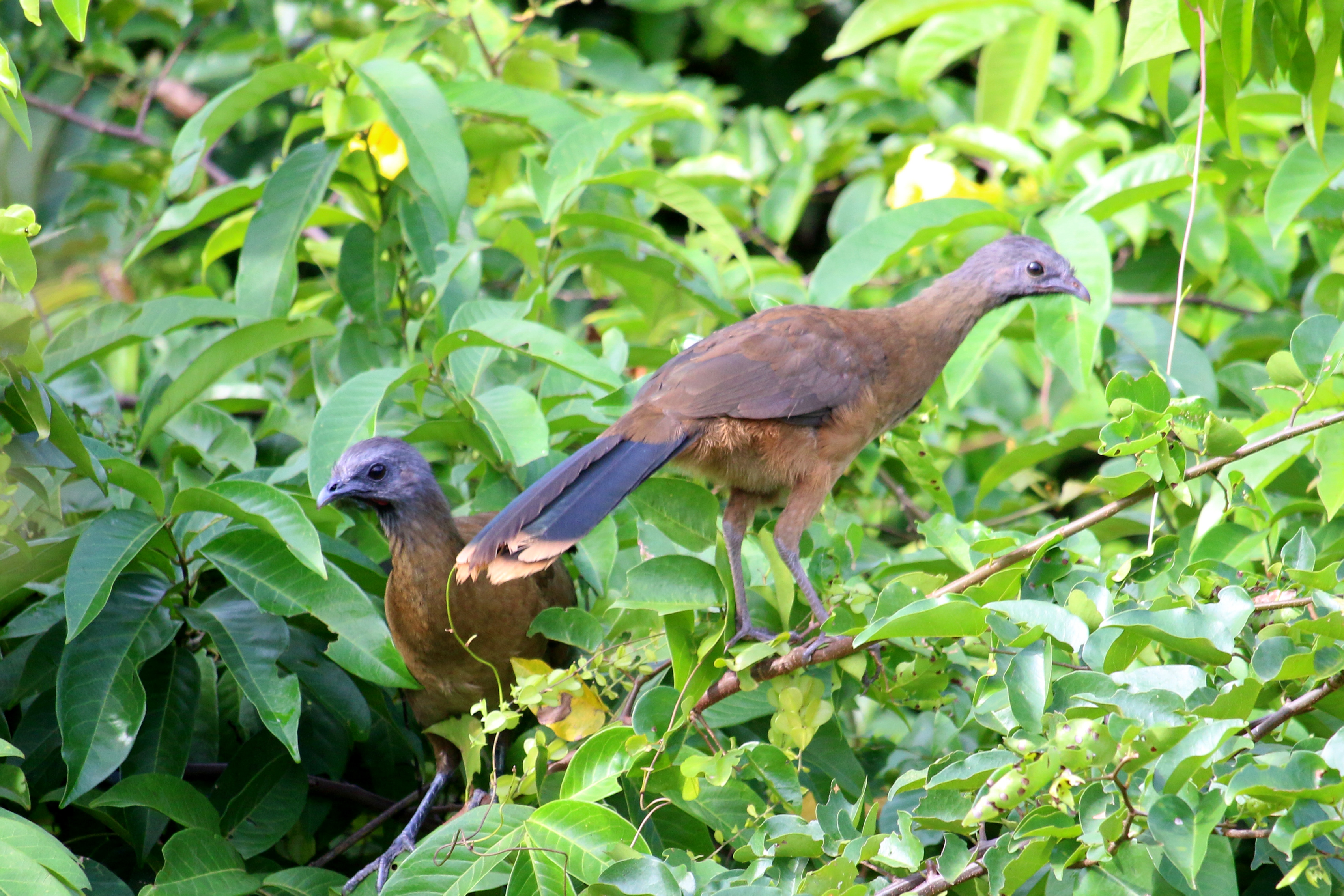 Two Plain Chachalacas