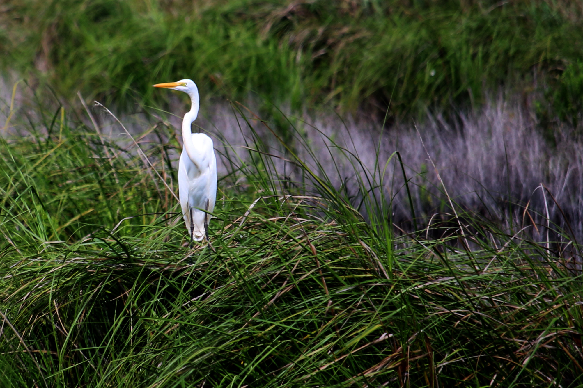 Great Egret