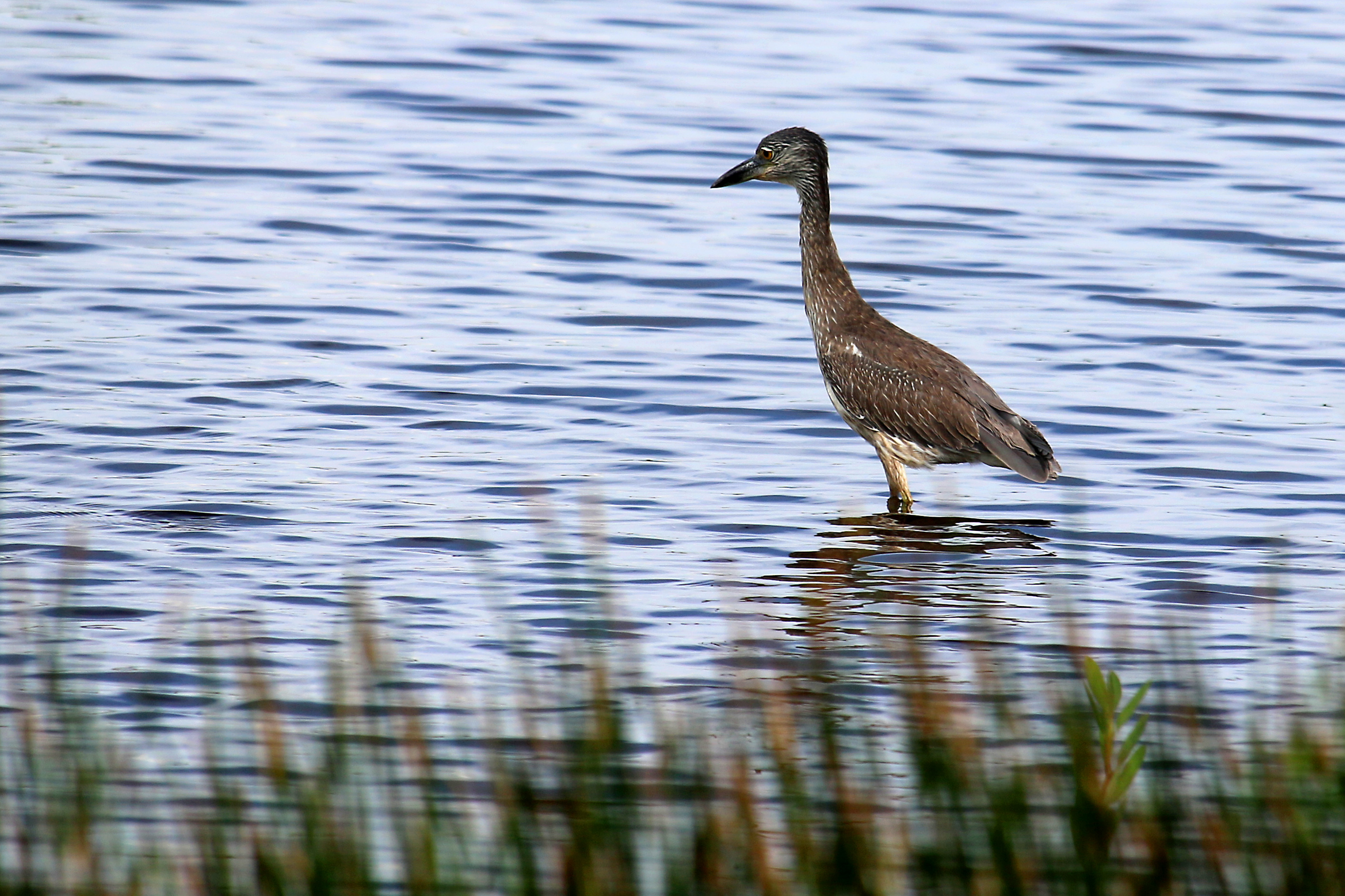 Juvenile Yellow-Crowned Night Heron