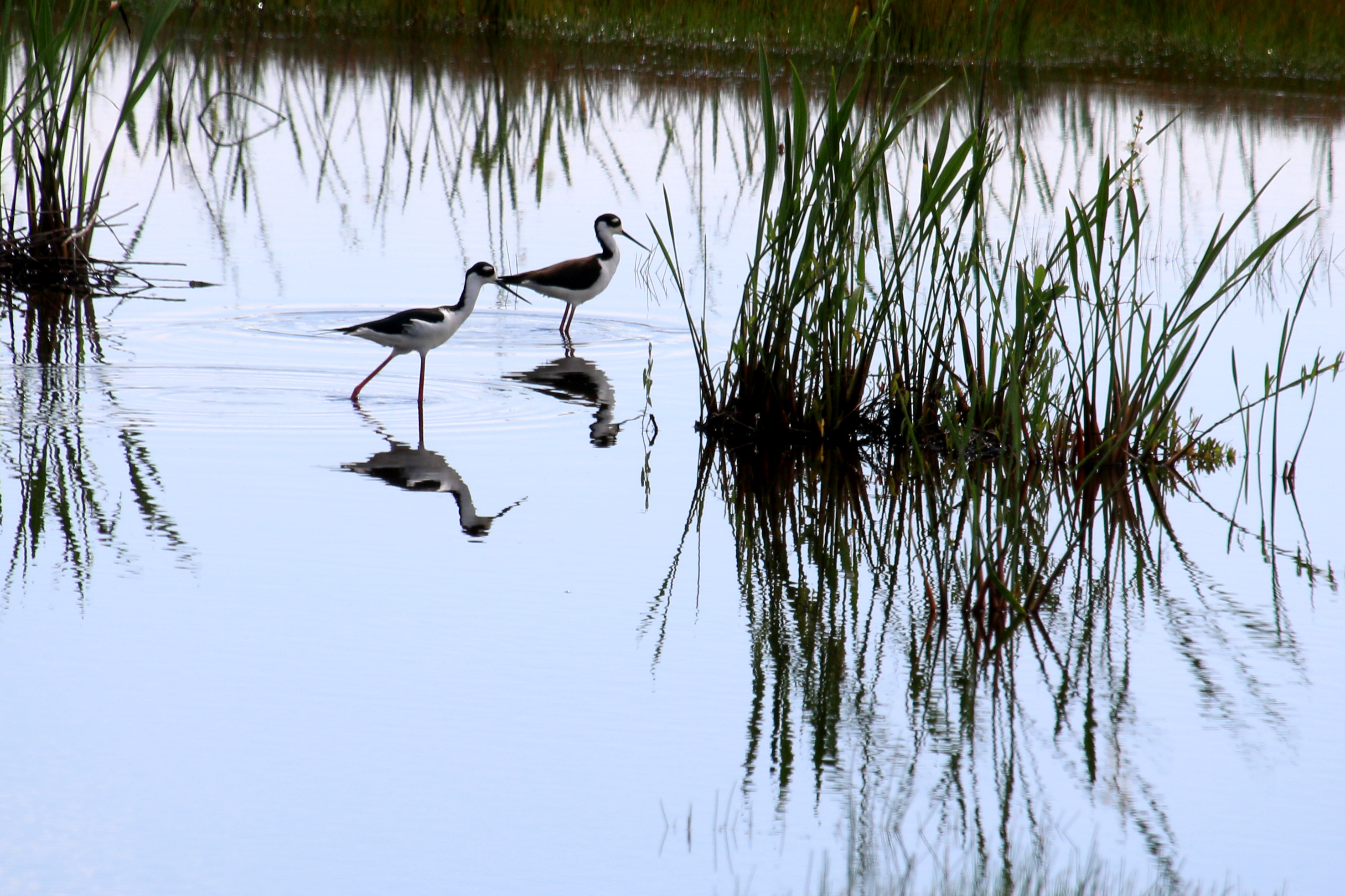 Black-Necked Stilts