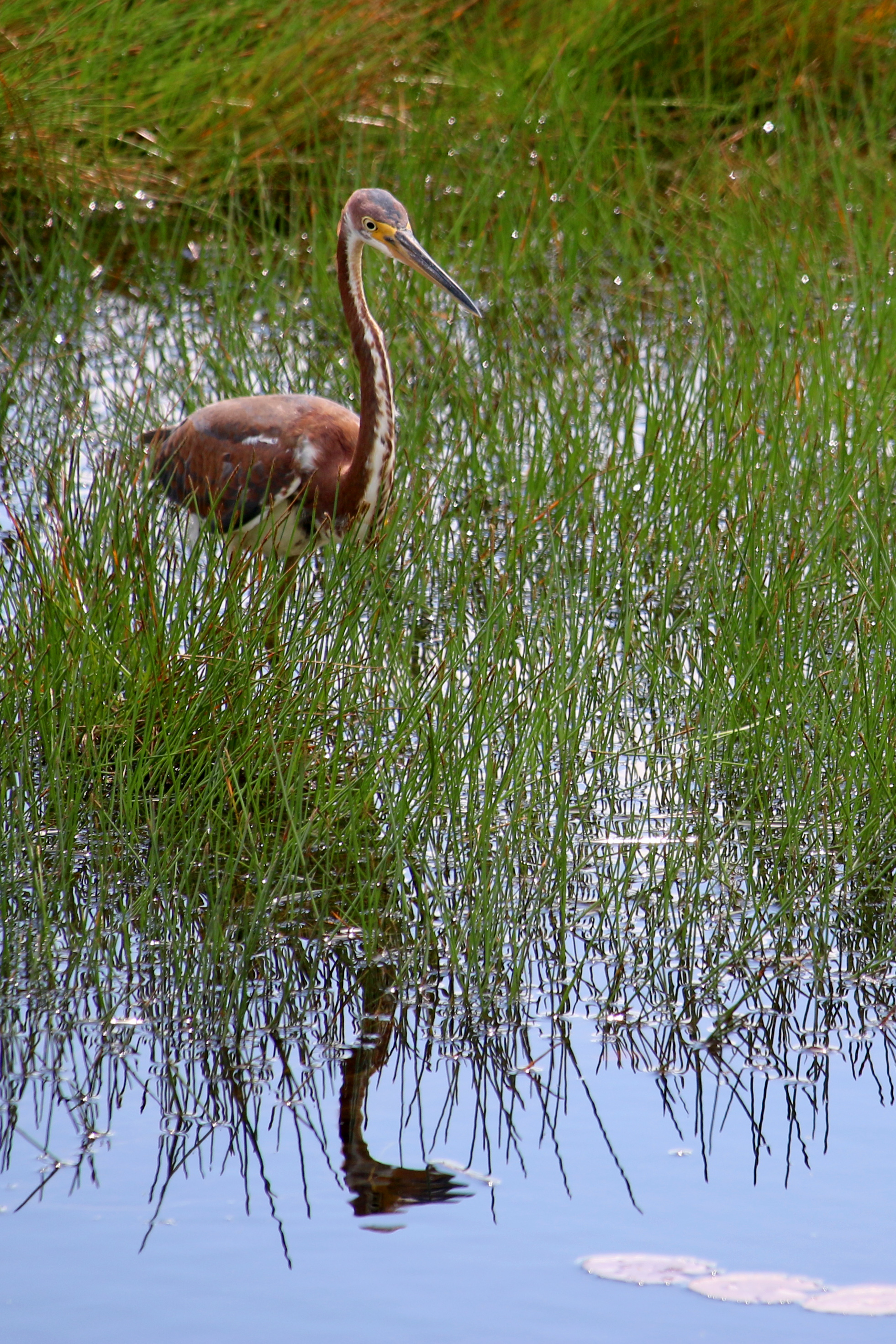 Tricolor Heron