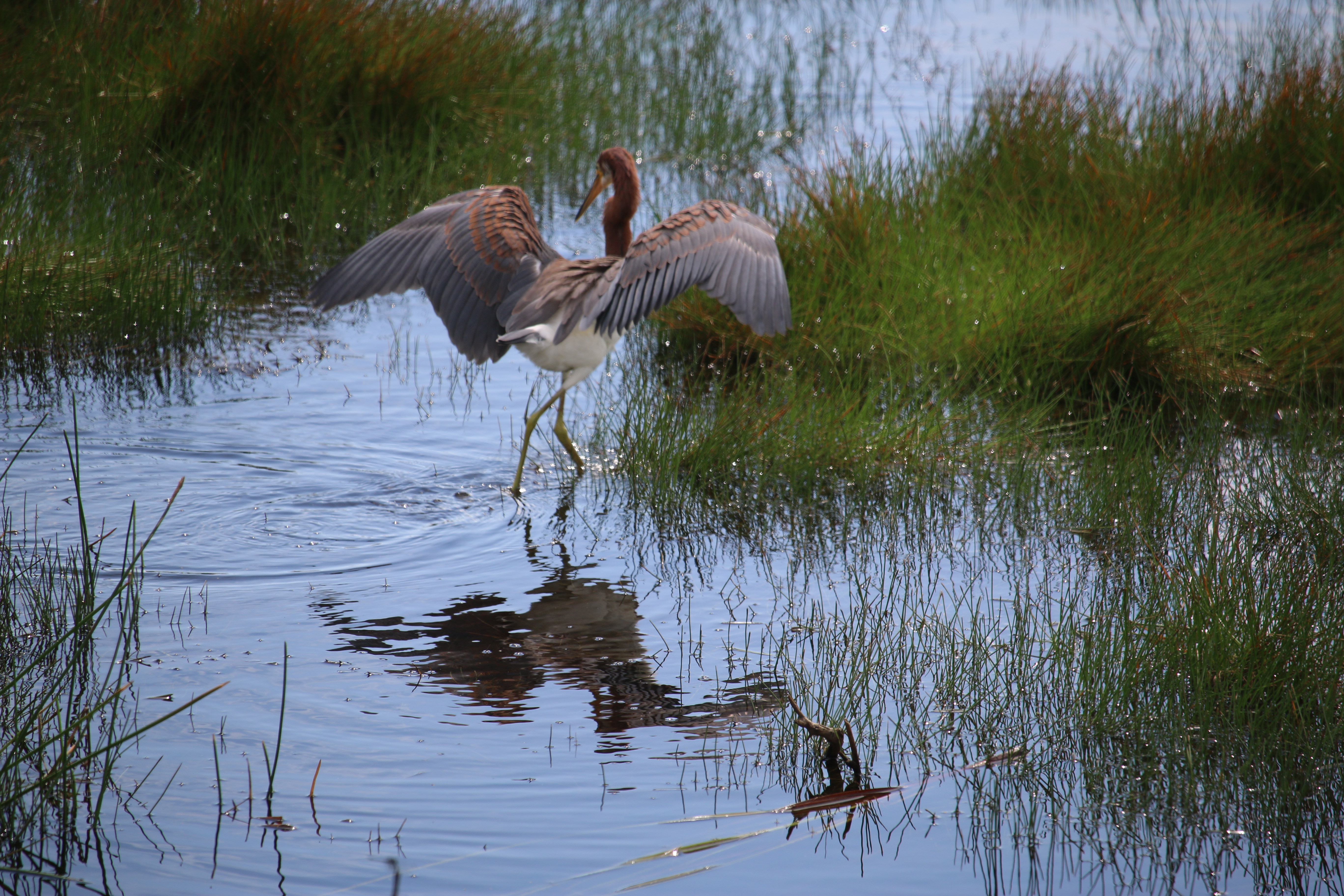 Tricolored Heron, fishing