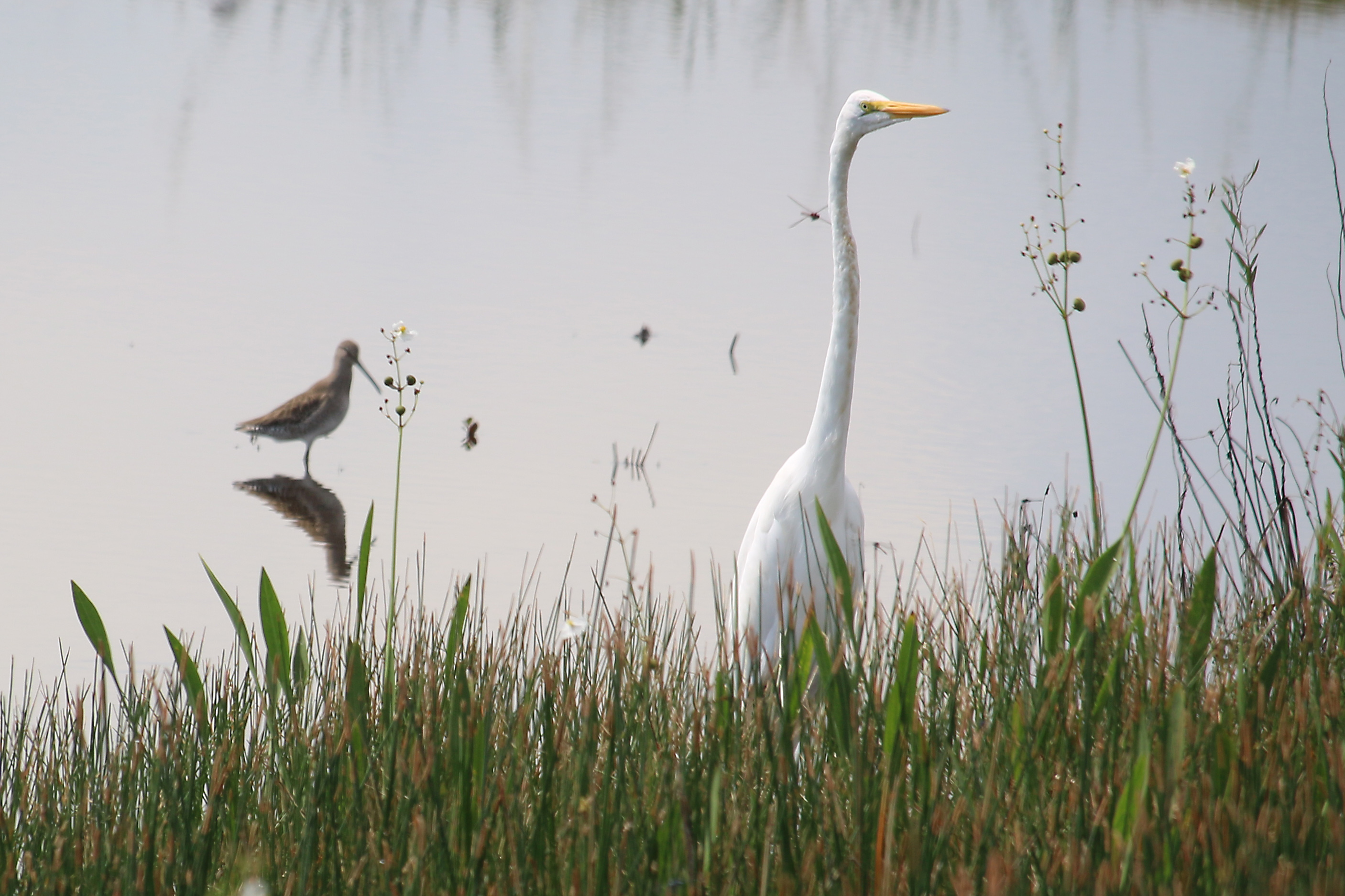Long-billed Dowitcher and Great Egret