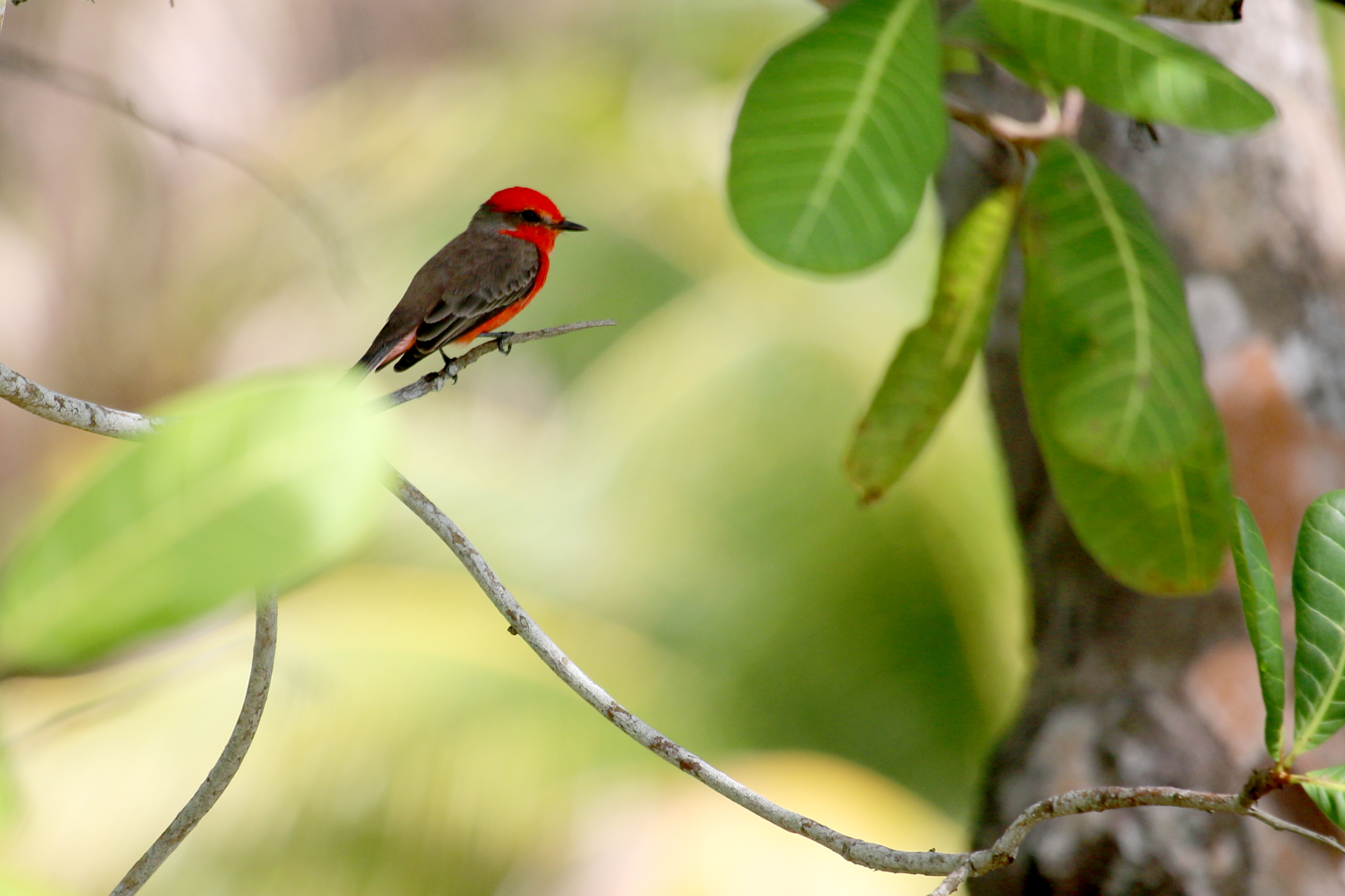 Vermilion Flycatcher