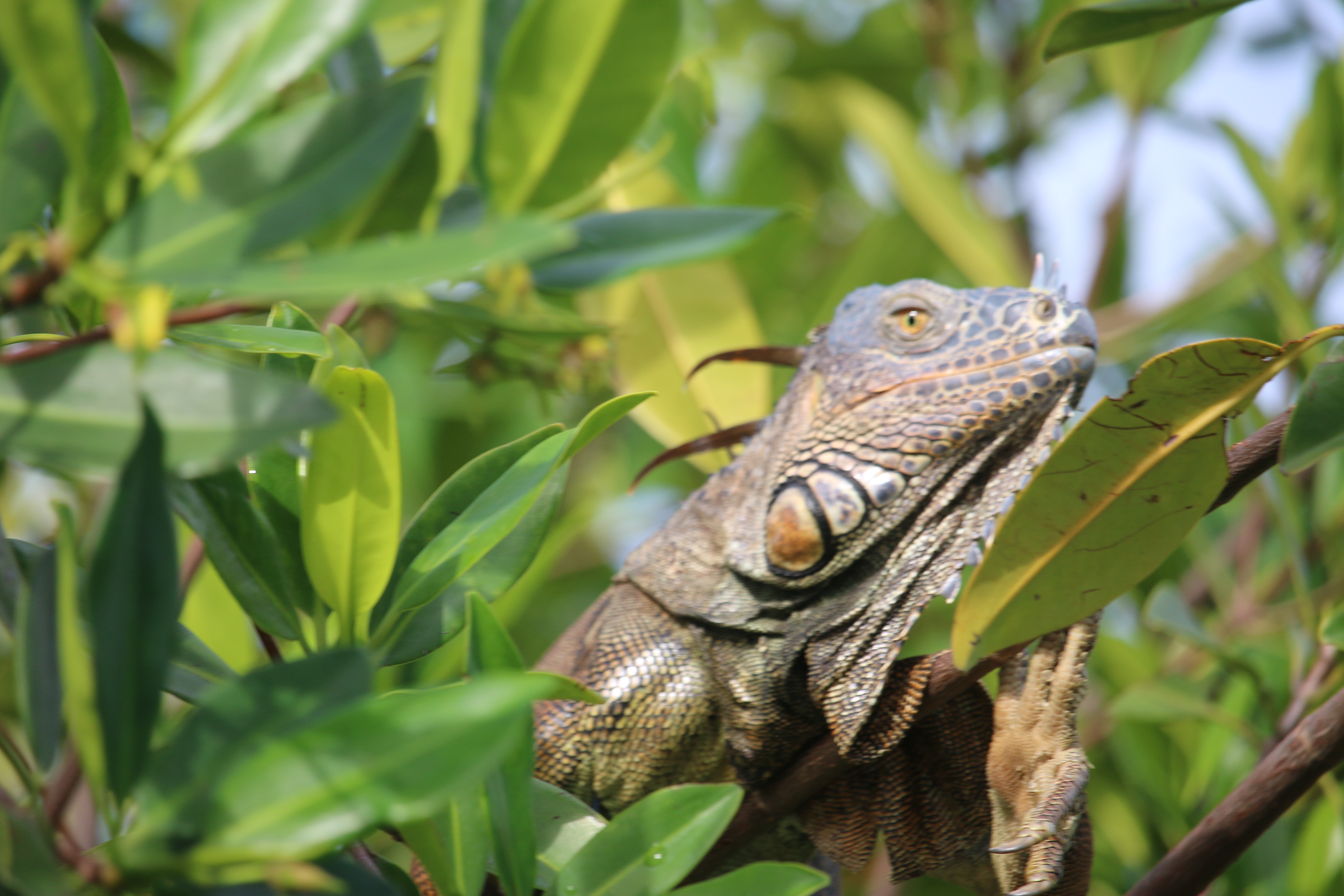 Immature male Green Iguana