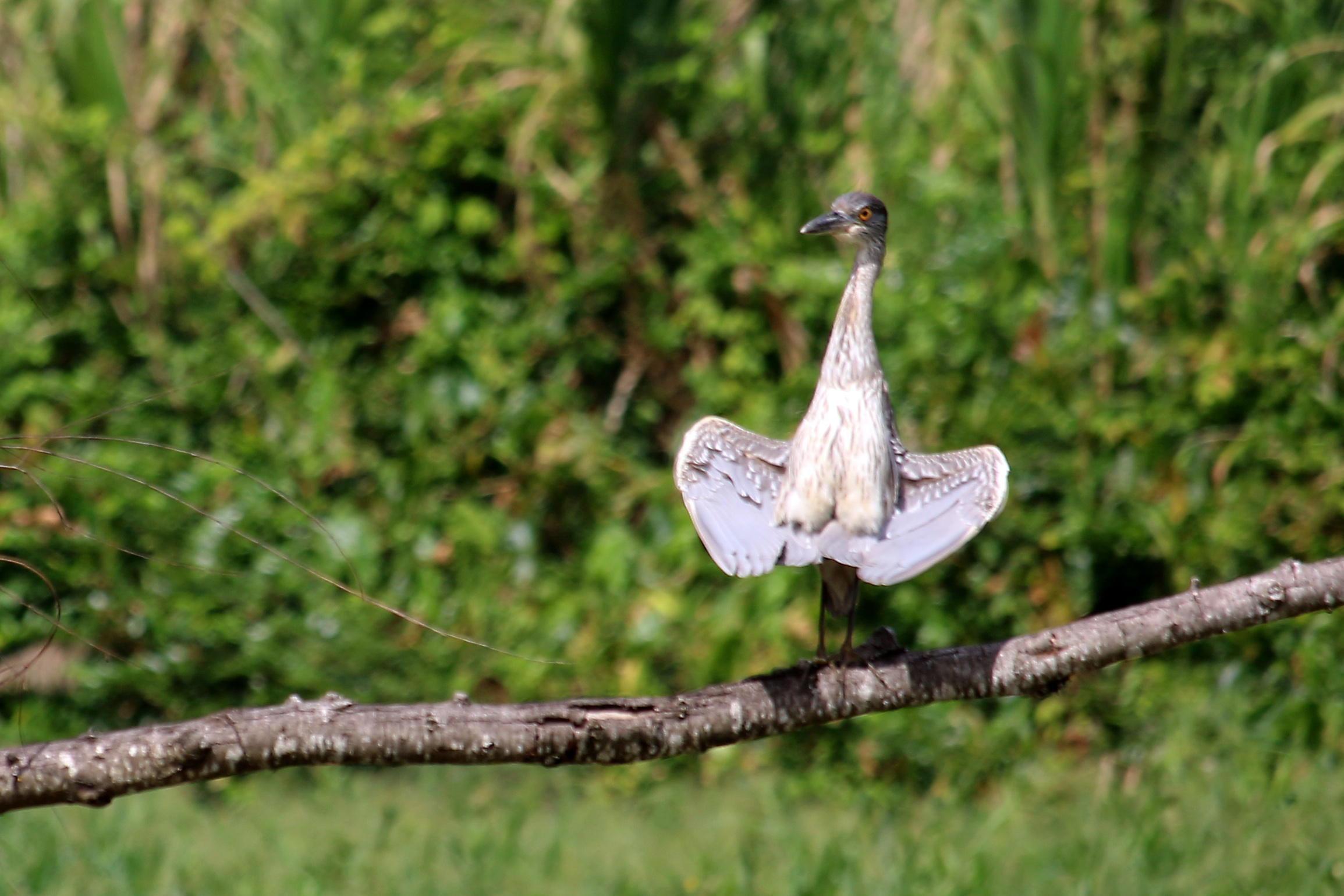 Juvenile Yellow-Crowned Night Heron