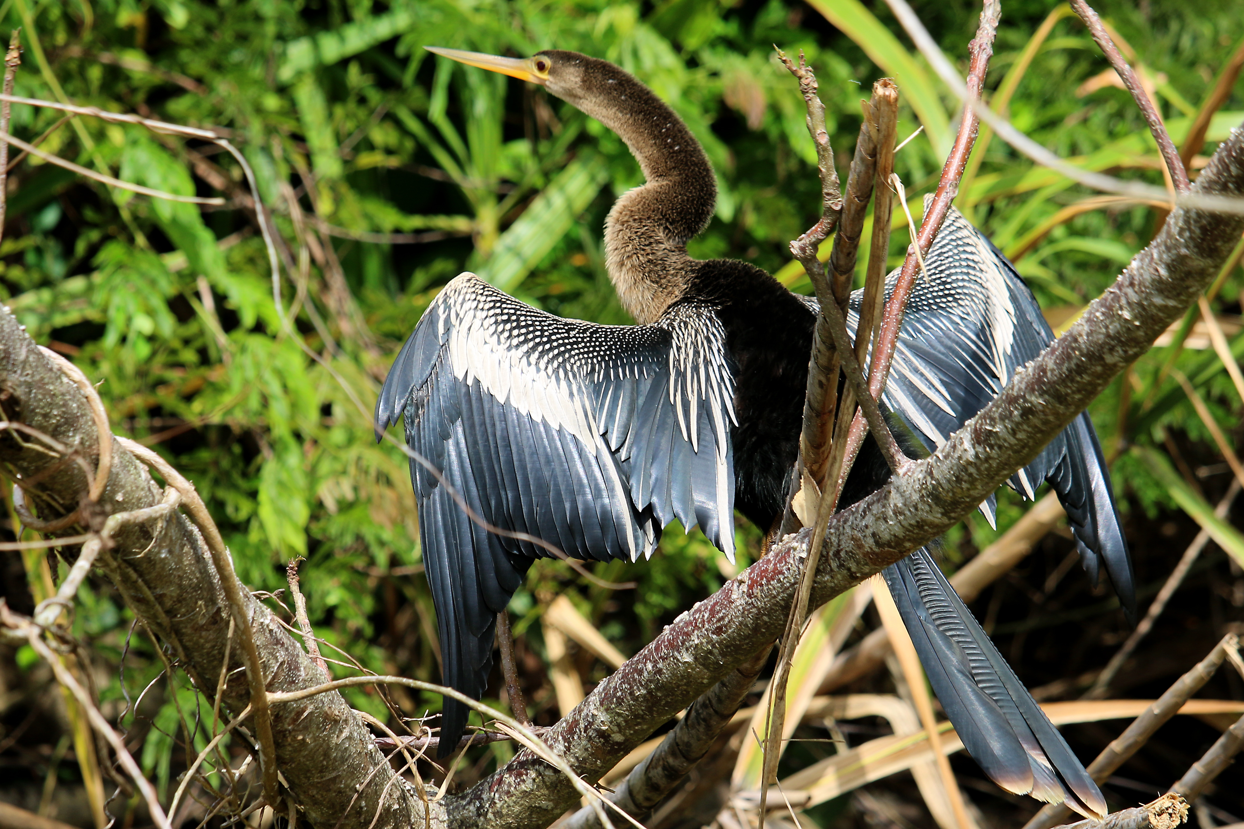 Anhinga