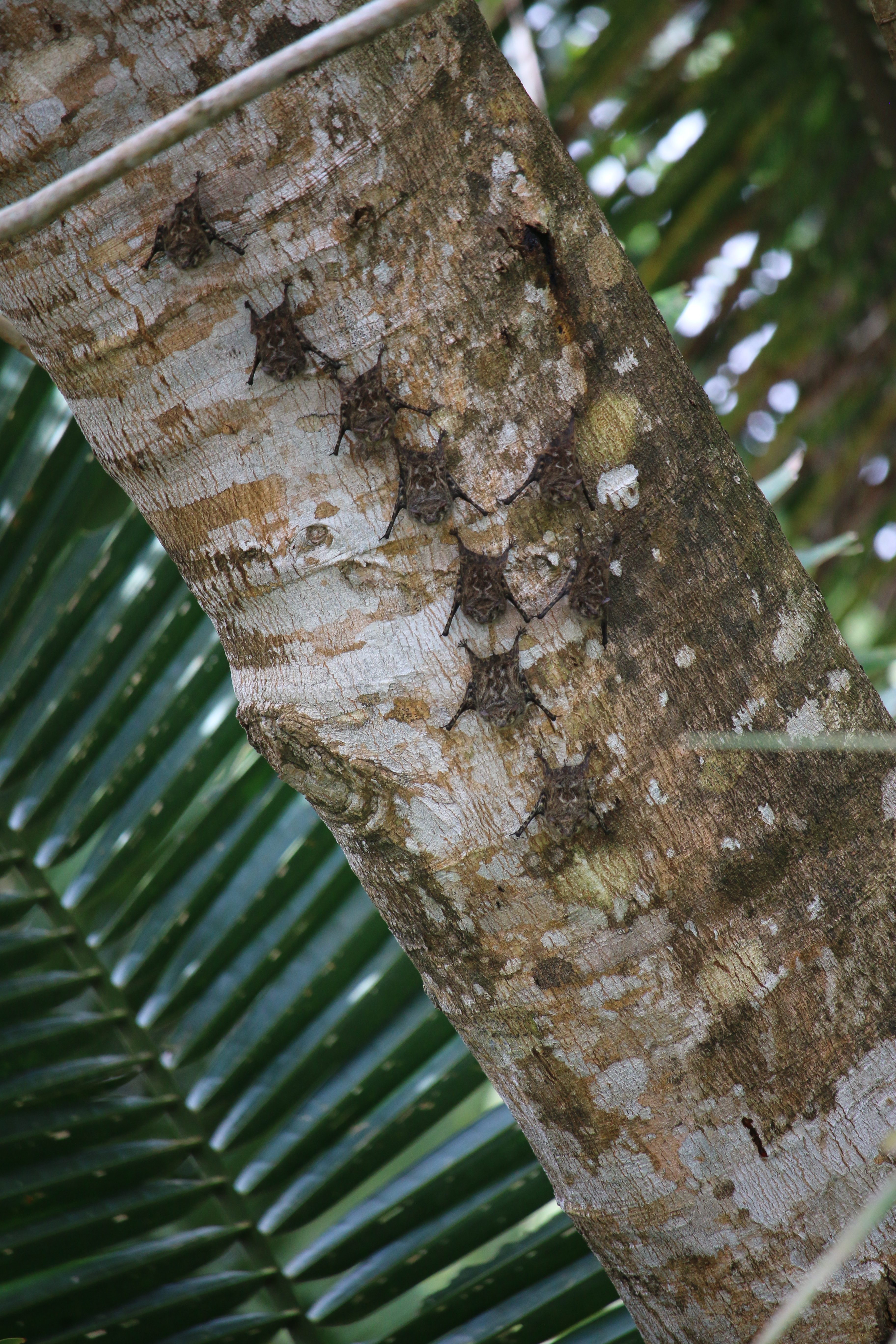 Insect bats all in a row