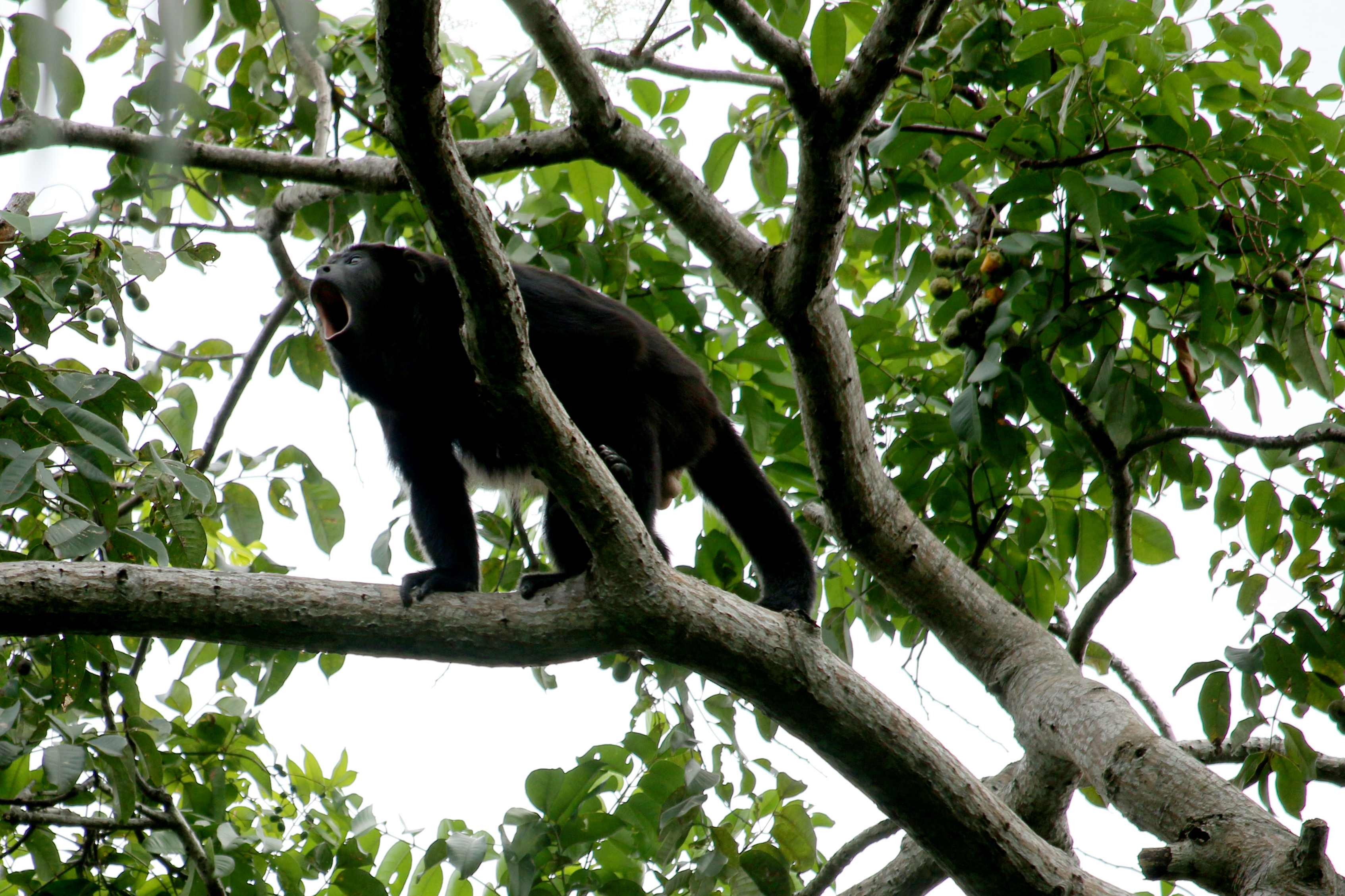 Howler Monkey, howling