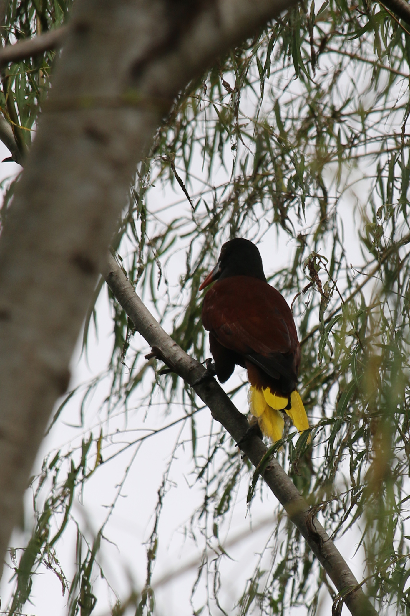 Montezuma Oropendola