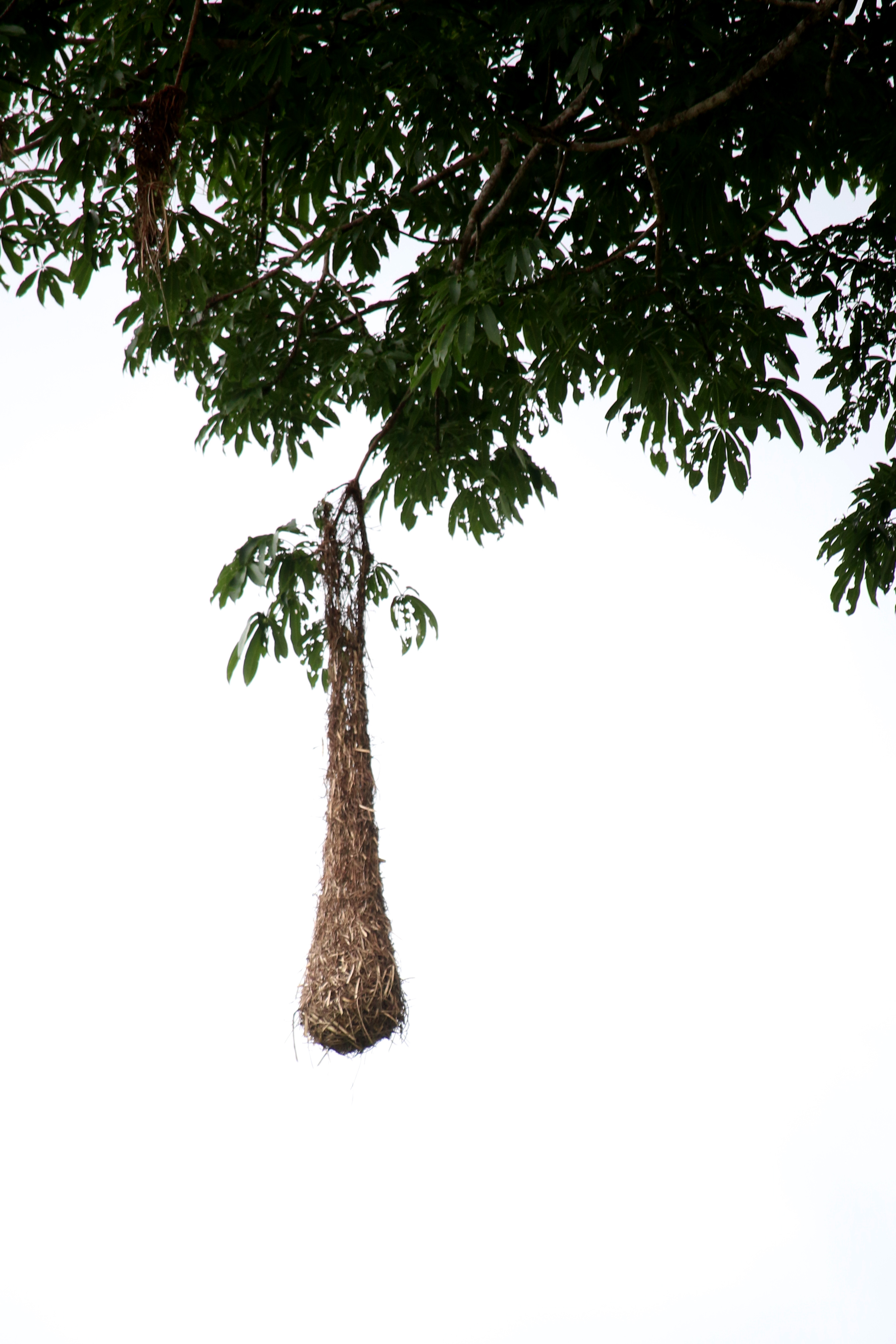 Montezuma Oropendola Nest