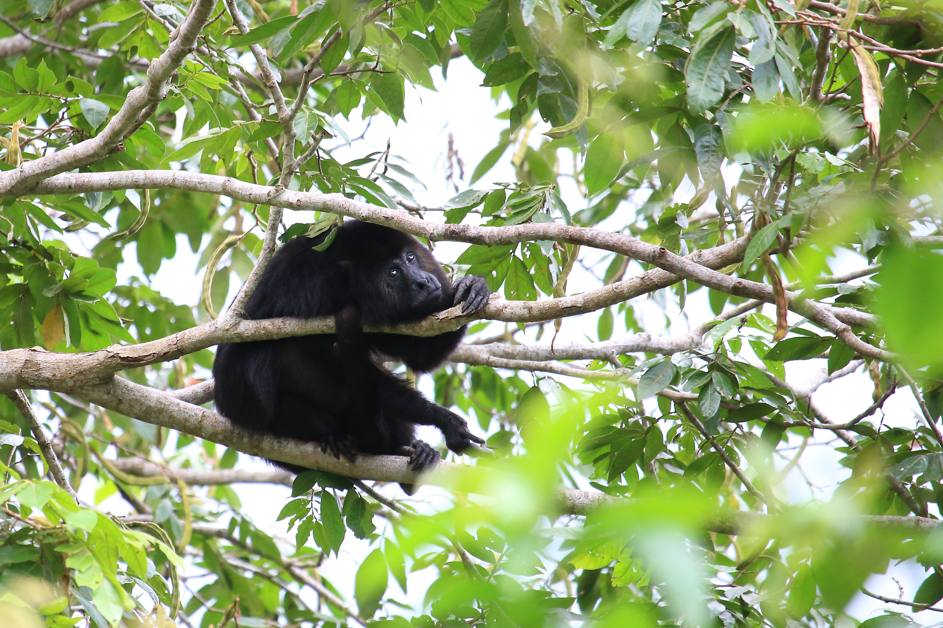 Howler Monkey